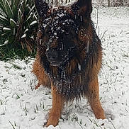 Ulan participe au concours pour gagner de l'argent avec cette photo : dog, german_shepherd, snow, winter, outdoor, animal, fur, pet, nature, grass, plant, cold, canine, portrait, snowflakes, muzzle, ears, eyes, background, fence