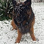dog, german_shepherd, snow, winter, outdoor, animal, fur, pet, nature, grass, plant, cold, canine, portrait, snowflakes, muzzle, ears, eyes, background, fence