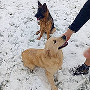 Angun participe au concours pour gagner de l'argent avec cette photo : dog, german_shepherd, golden_retriever, snow, grass, petting, hand, outdoor, playful, happy, animal, canine, winter, fur, sitting, standing, tongue_out, person, shoe, jacket