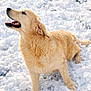 dog, golden_retriever, puppy, snow, outdoor, animal, pet, fur, wet, playful, happy, looking_up, nature, winter, cold, white_background, mammal, canine, cute, adorable