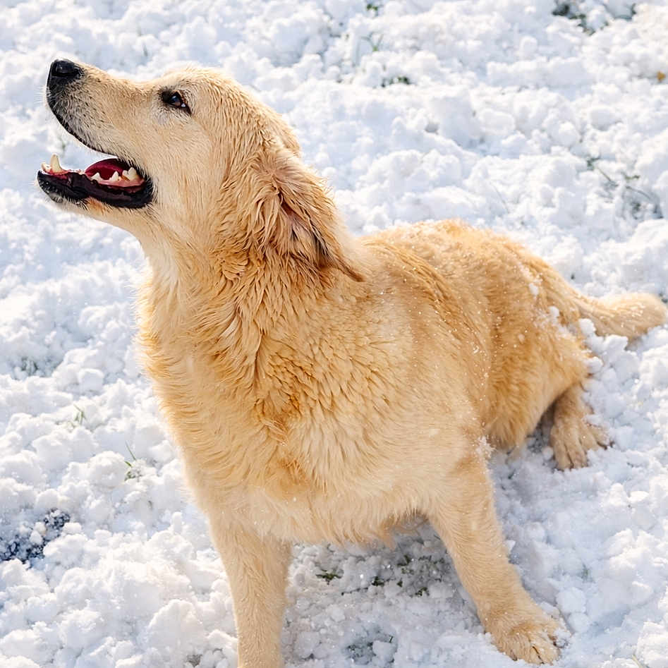Angun a rejoint le concours — aidez-le/la à gagner de superbes lots ! adorable, animal, canine, cold, cute, dog, fur, golden_retriever, happy, looking_up, mammal, nature, outdoor, pet, playful, puppy, snow, wet, white_background, winter