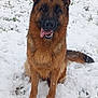dog, german_shepherd, snow, outdoor, animal, pet, tongue_out, playful, winter, fur, canine, sitting, nature, cold, grass, ears, muzzle, happy, portrait, friendly
