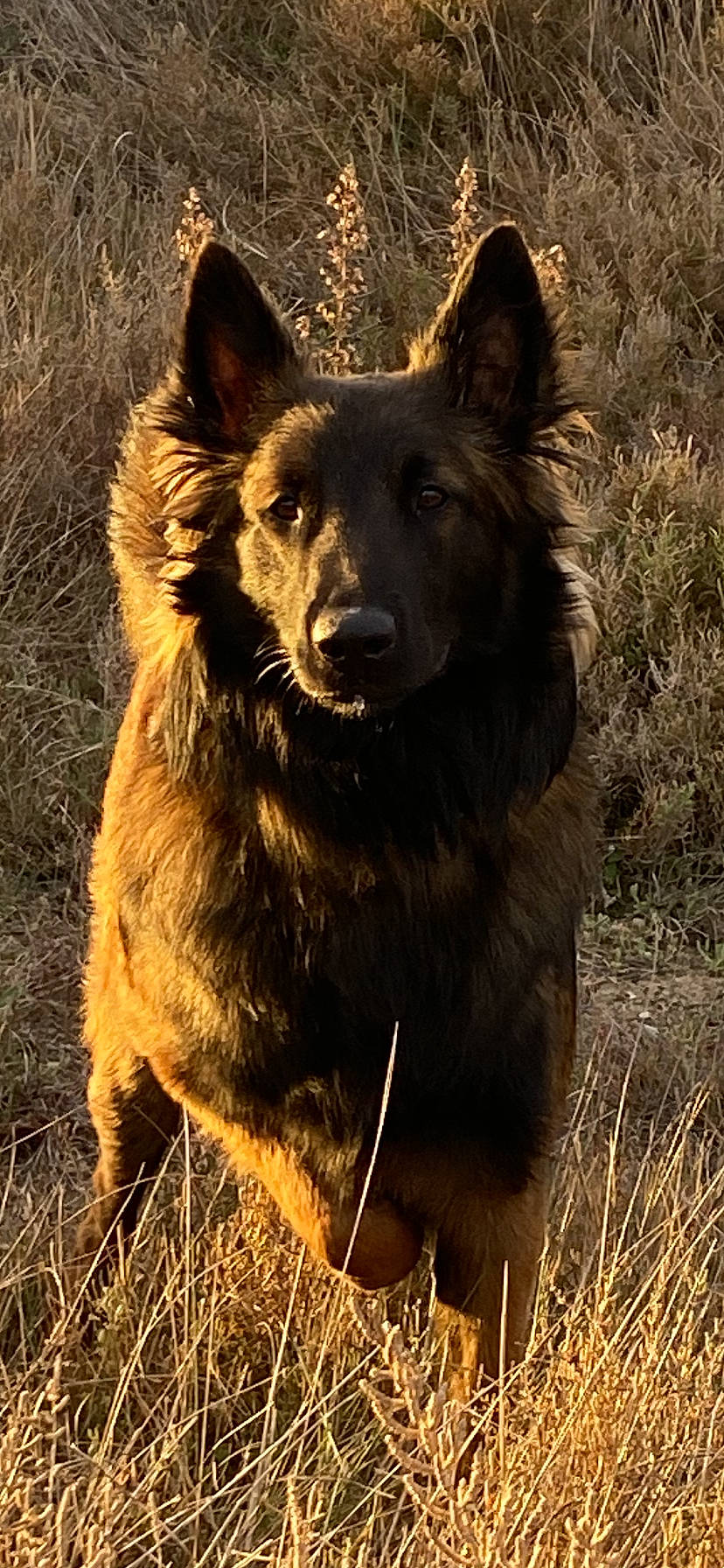 Sky a rejoint le concours — aidez-le/la à gagner de superbes lots ! black_norwegian_elkhound, canidae, canis, carnivore, companion_dog, dog, dog_breed, fur, giant_dog_breed, grass, guard_dog, herding_dog, king_shepherd, liver, snout, sporting_group, terrestrial_animal, tervuren, working_animal, working_dog