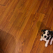 Nova is registered to the contest to win money with this photo: adorable, animal, black_and_white_dog, brown_floor, companion, corner, cute, dog, domestic_animal, floor, floor_transition, home, indoor, looking_up, pet, puppy, small_dog, tile_floor, wooden_floor, young_dog