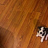 adorable, animal, black_and_white_dog, brown_floor, companion, corner, cute, dog, domestic_animal, floor, floor_transition, home, indoor, looking_up, pet, puppy, small_dog, tile_floor, wooden_floor, young_dog