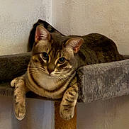 Apache participe au concours pour gagner de l'argent avec cette photo : animal, brown, cat, cat_tree, cute, domestic_cat, ears, feline, fur, gray, indoor, looking, paws, pet, platform, relaxed, resting, tabby, wall, whiskers