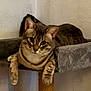 animal, brown, cat, cat_tree, cute, domestic_cat, ears, feline, fur, gray, indoor, looking, paws, pet, platform, relaxed, resting, tabby, wall, whiskers