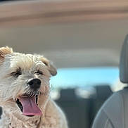 Lola is registered to the contest to win money with this photo: dog, pet, animal, inside_car, tongue_out, fluffy, close_up, happy, canine, collar, seat, interior, blurred_background, light, fur, mouth_open, ears, cute, domestic_animal, transportation