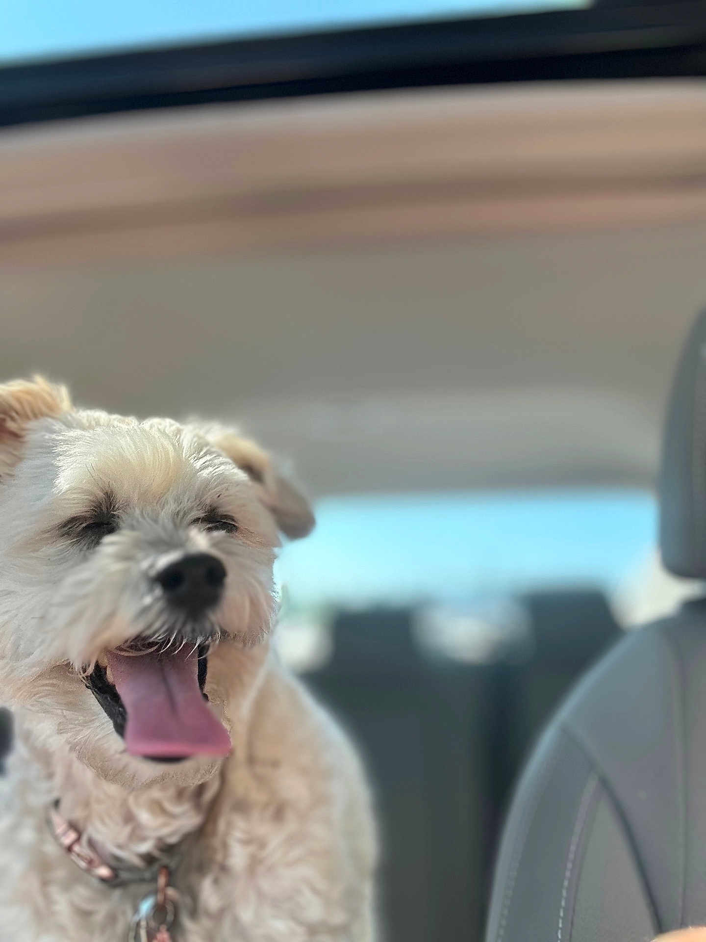 Lola