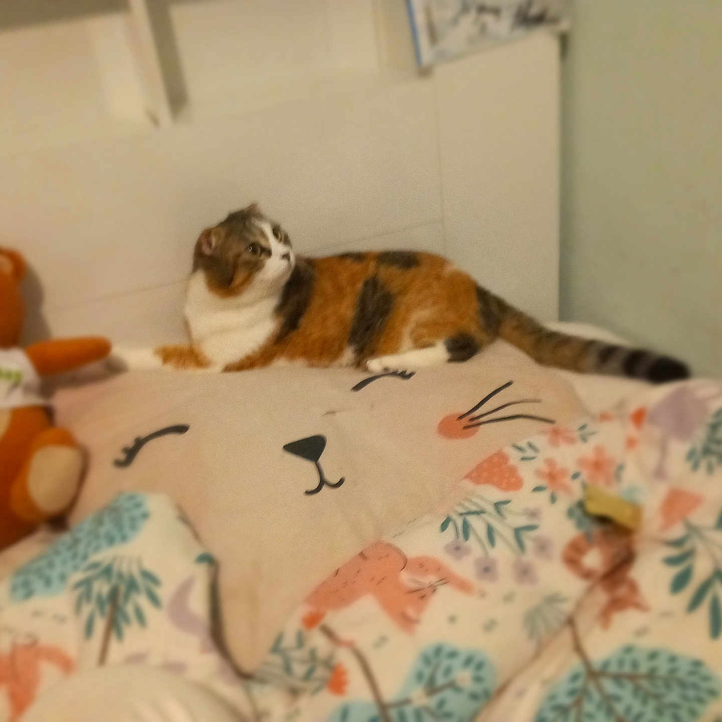 Choupi participe au concours pour gagner de l'argent avec cette photo : abyssinian, animal, baby, bed, bedroom, blanket, cat, couch, cushion, furniture, homedecor, indoors, linen, manx, person, pet, plush, room, teddybear, toy