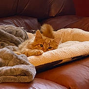Pumkin is registered to the contest to win money with this photo: animal, blanket, cat, cozy, cute, domestic_animal, feline, fluffy, fur, indoor, kitten, leather_couch, orange_cat, paw, pet_bed, relaxed, resting, soft_texture, tail, warm
