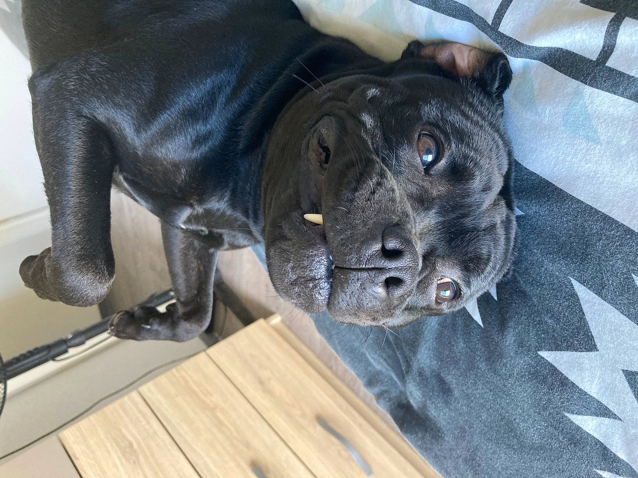 Rambo a rejoint le concours — aidez-le/la à gagner de superbes lots ! borador, canidae, carnivore, collar, companion_dog, dog, dog_breed, felidae, fur, grey, guard_dog, hardwood, sculpture, snout, sporting_group, tail, terrestrial_animal, whiskers, wood, working_animal