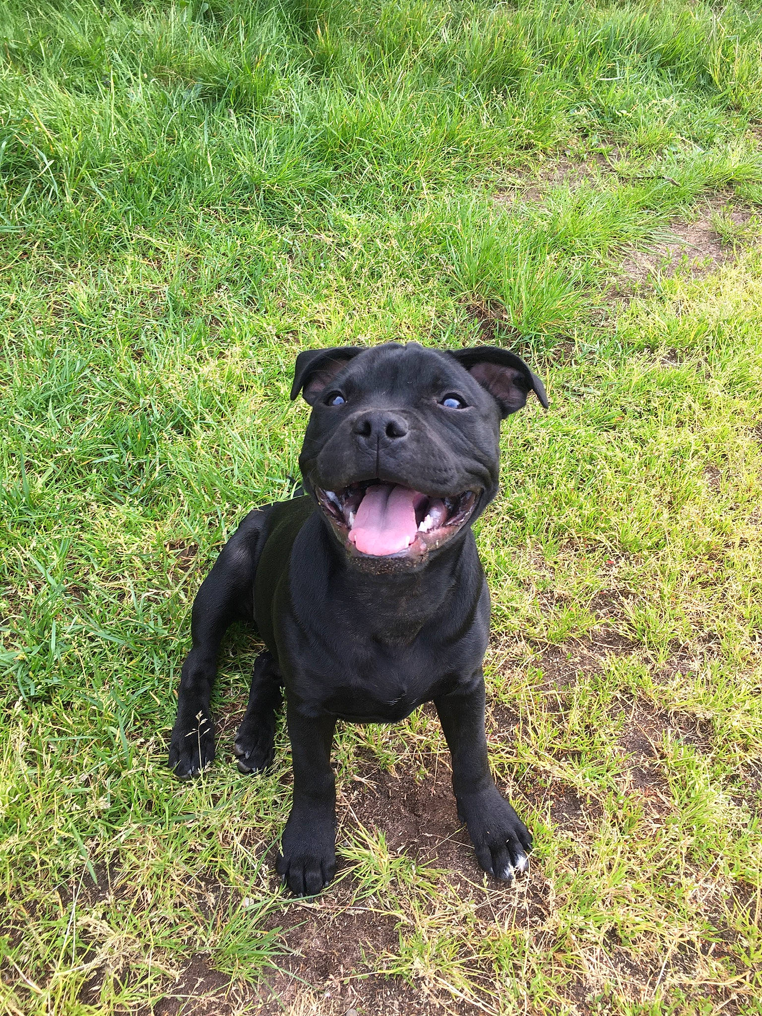 Rambo a rejoint le concours — aidez-le/la à gagner de superbes lots ! borador, canidae, carnivore, companion_dog, dog, dog_breed, dog_collar, eye, fawn, grass, grassland, groundcover, guard_dog, plant, snout, sporting_group, tail, terrestrial_animal, whiskers, working_animal