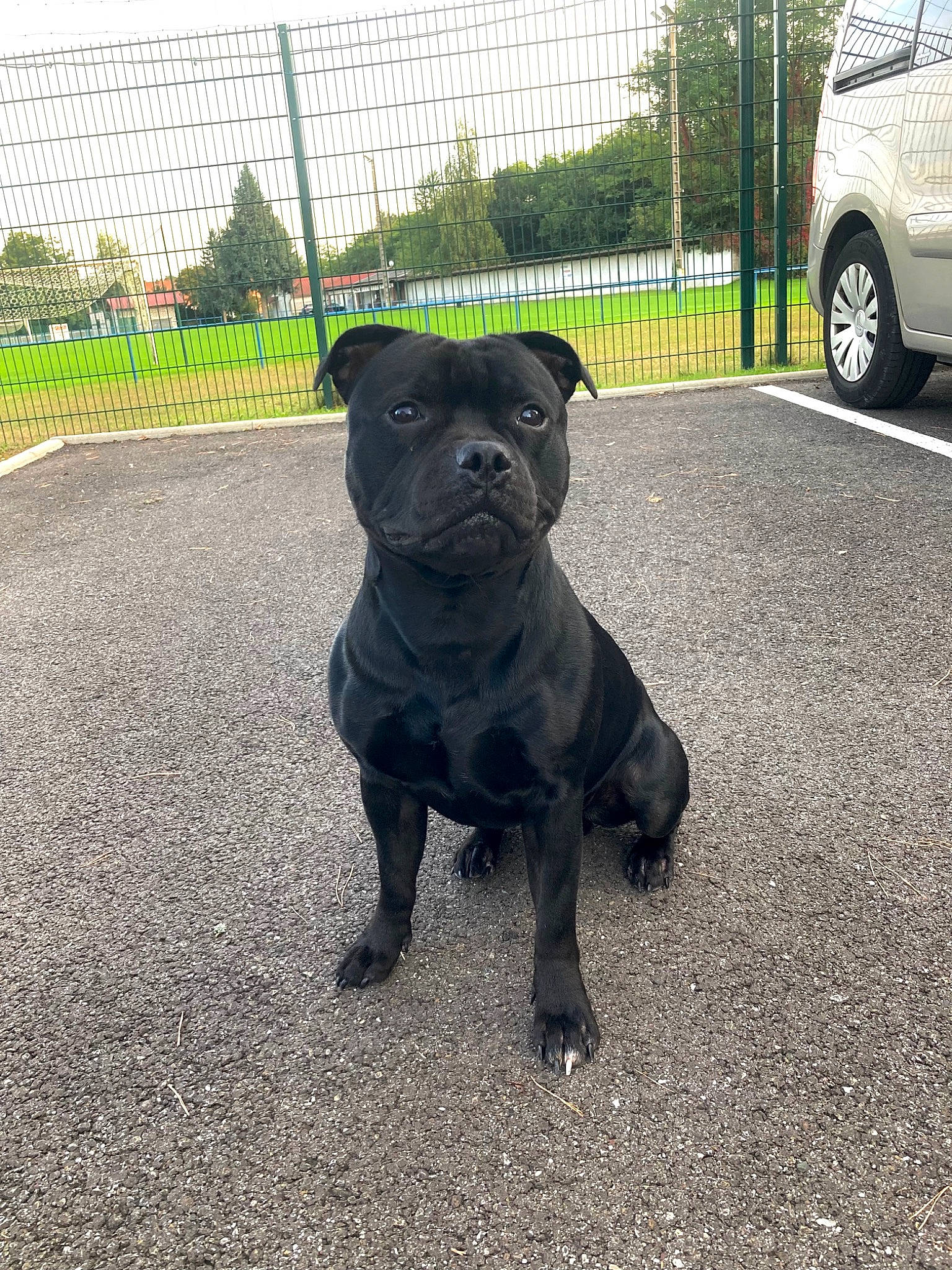 Rambo a rejoint le concours — aidez-le/la à gagner de superbes lots ! canidae, carnivore, collar, companion_dog, dog, dog_breed, dog_collar, fawn, fence, fender, grass, plant, road_surface, snout, sporting_group, tail, tire, vehicle, wheel, working_animal