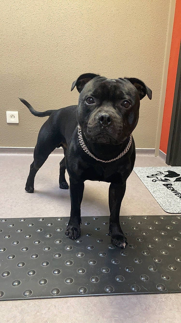 Rambo a rejoint le concours — aidez-le/la à gagner de superbes lots ! canidae, carnivore, collar, companion_dog, dog, dog_breed, dog_collar, dog_supply, fawn, flooring, fur, guard_dog, molosser, pet_supply, snout, sporting_group, terrestrial_animal, toy_dog, whiskers, working_animal