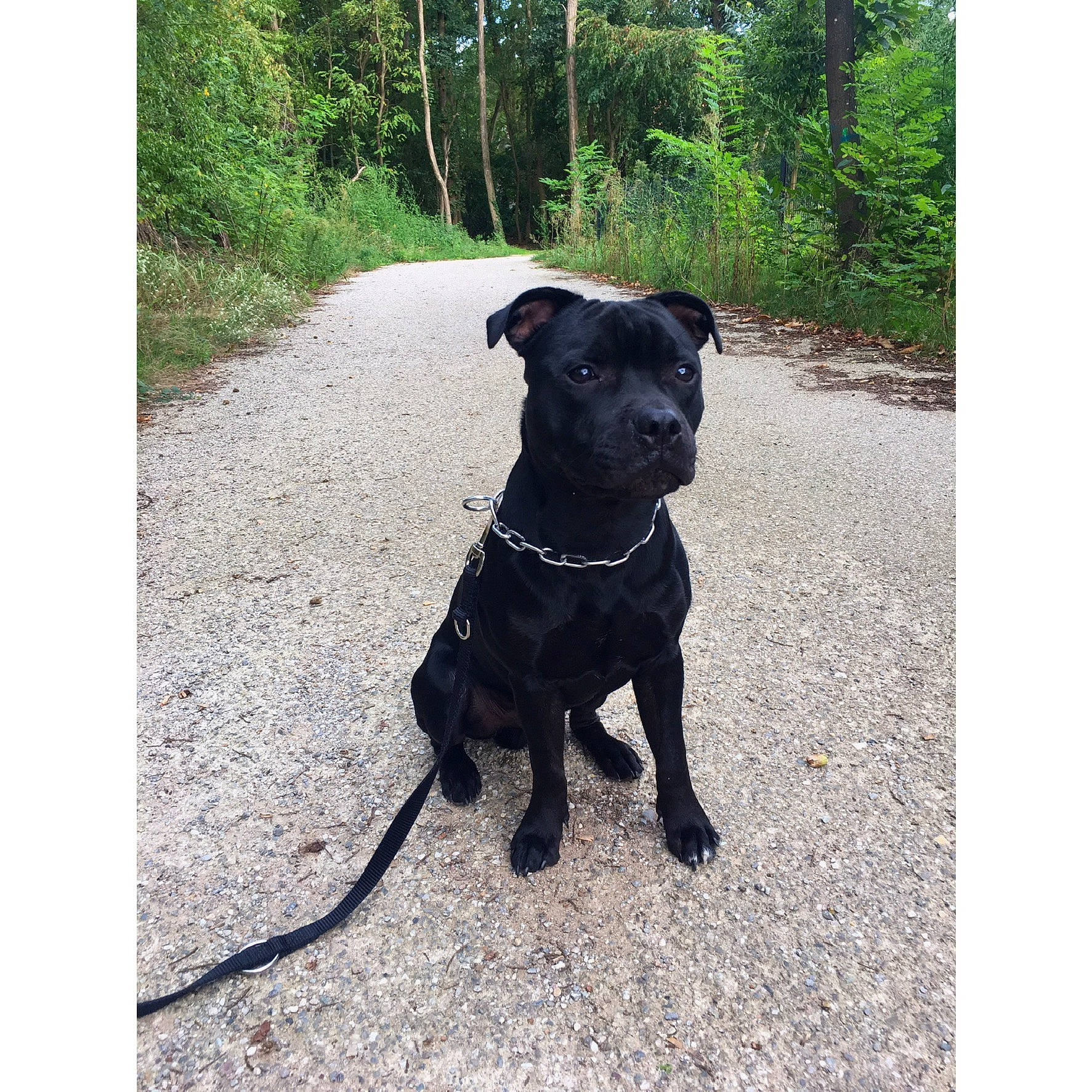 Rambo a rejoint le concours — aidez-le/la à gagner de superbes lots ! borador, carnivore, collar, companion_dog, dog, dog_breed, dog_collar, dog_walking, fashion_accessory, fawn, guard_dog, leash, liver, pet_supply, plant, sporting_group, tail, tree, whiskers, working_animal