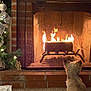 Cooper is registered to the contest to win money with this photo: dog, fireplace, fire, log, brick, carpet, christmas_tree, ornament, holiday, decorations, pet, cozy, warmth, home, indoor, furniture, relaxation, animal, fur, curious