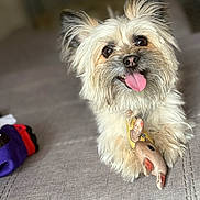 Cooper is registered to the contest to win money with this photo: dog, pet, toy, stuffed_animal, happy, tongue_out, fur, brown, beige, ears, cute, animal, playful, indoor, carpet, close_up, face, smile, paws, relaxed