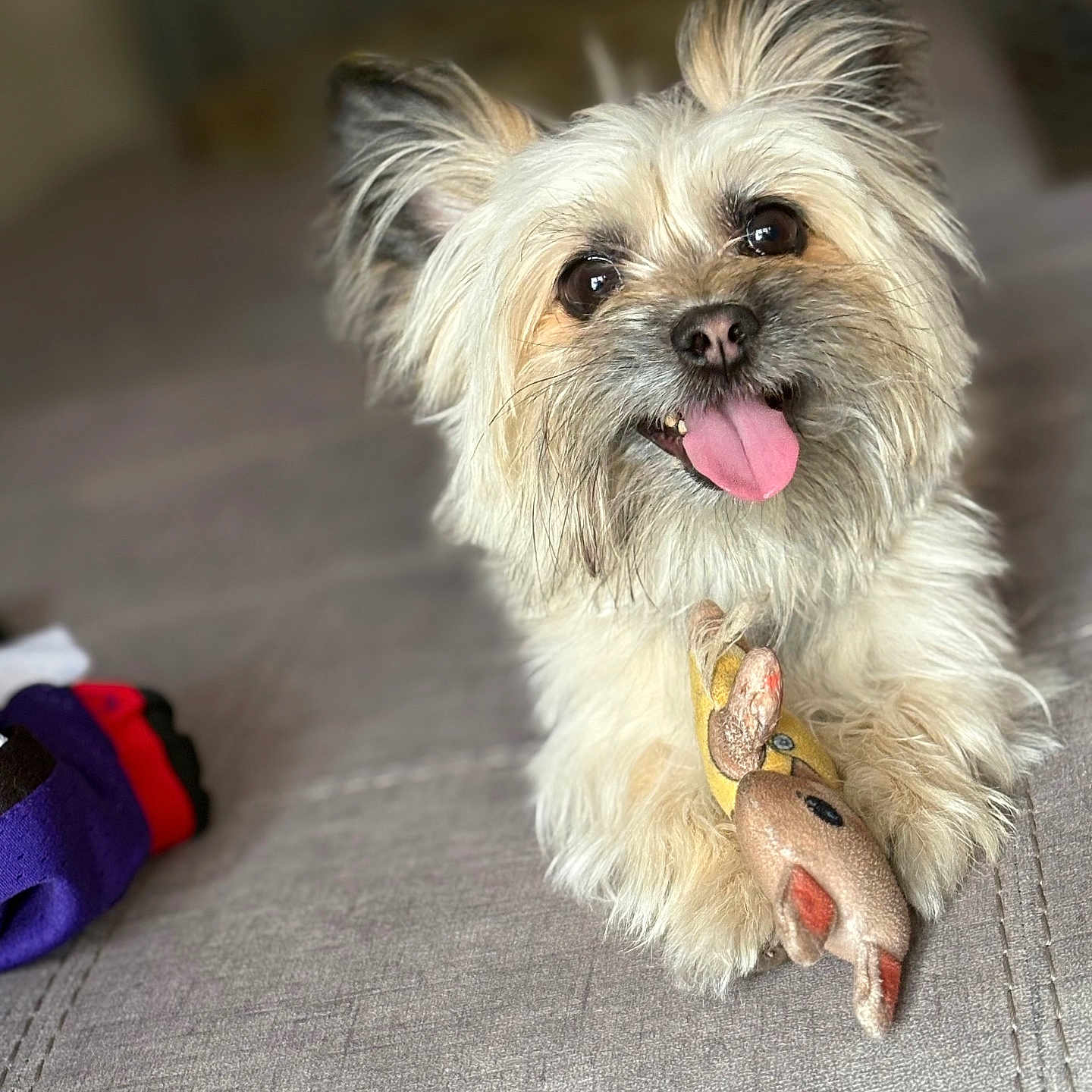 Cooper is registered to the contest to win money with this photo: animal, beige, brown, carpet, close_up, cute, dog, ears, face, fur, happy, indoor, paws, pet, playful, relaxed, smile, stuffed_animal, tongue_out, toy
