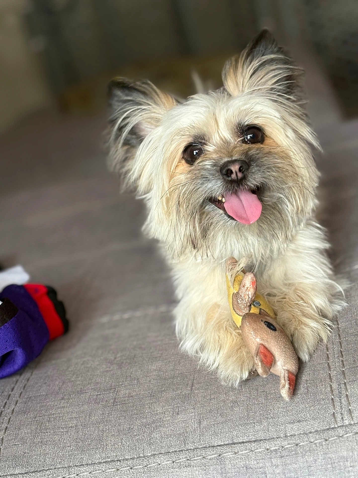Cooper is registered to the contest to win money with this photo: dog, pet, toy, stuffed_animal, happy, tongue_out, fur, brown, beige, ears, cute, animal, playful, indoor, carpet, close_up, face, smile, paws, relaxed
