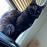 Honey joined the competition — help win amazing prizes! cat, black_cat, windowsill, blinds, yellow_eyes, indoor, pet, feline, curious, fur, salt_lamp, natural_light, window, looking, animal, domestic_cat, cozy, houseplant, home_interior, sitting