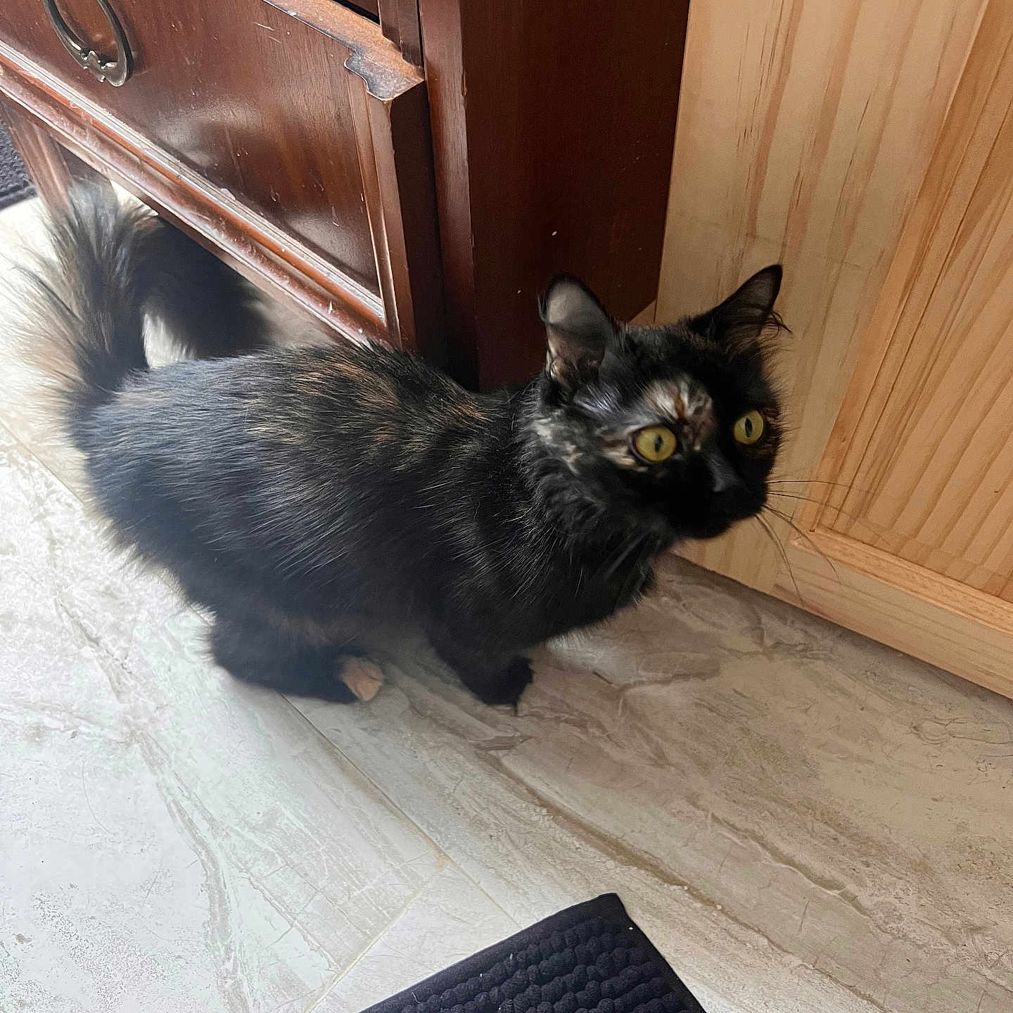 Honey joined the competition — help win amazing prizes! cat, black_cat, tortoiseshell_cat, yellow_eyes, floor, tile_floor, wooden_cabinet, wooden_door, foot, human_foot, mat, black_mat, indoor, pet, animal, feline, curious, alert, whiskers, tail