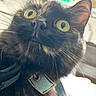 Honey joined the competition — help win amazing prizes! cat, black_cat, yellow_eyes, fluffy_fur, collar, tag, indoor, kitchen, bottle, appliance, curious, wide_eyes, close_up, pet, animal, feline, whiskers, domestic, fur, portrait