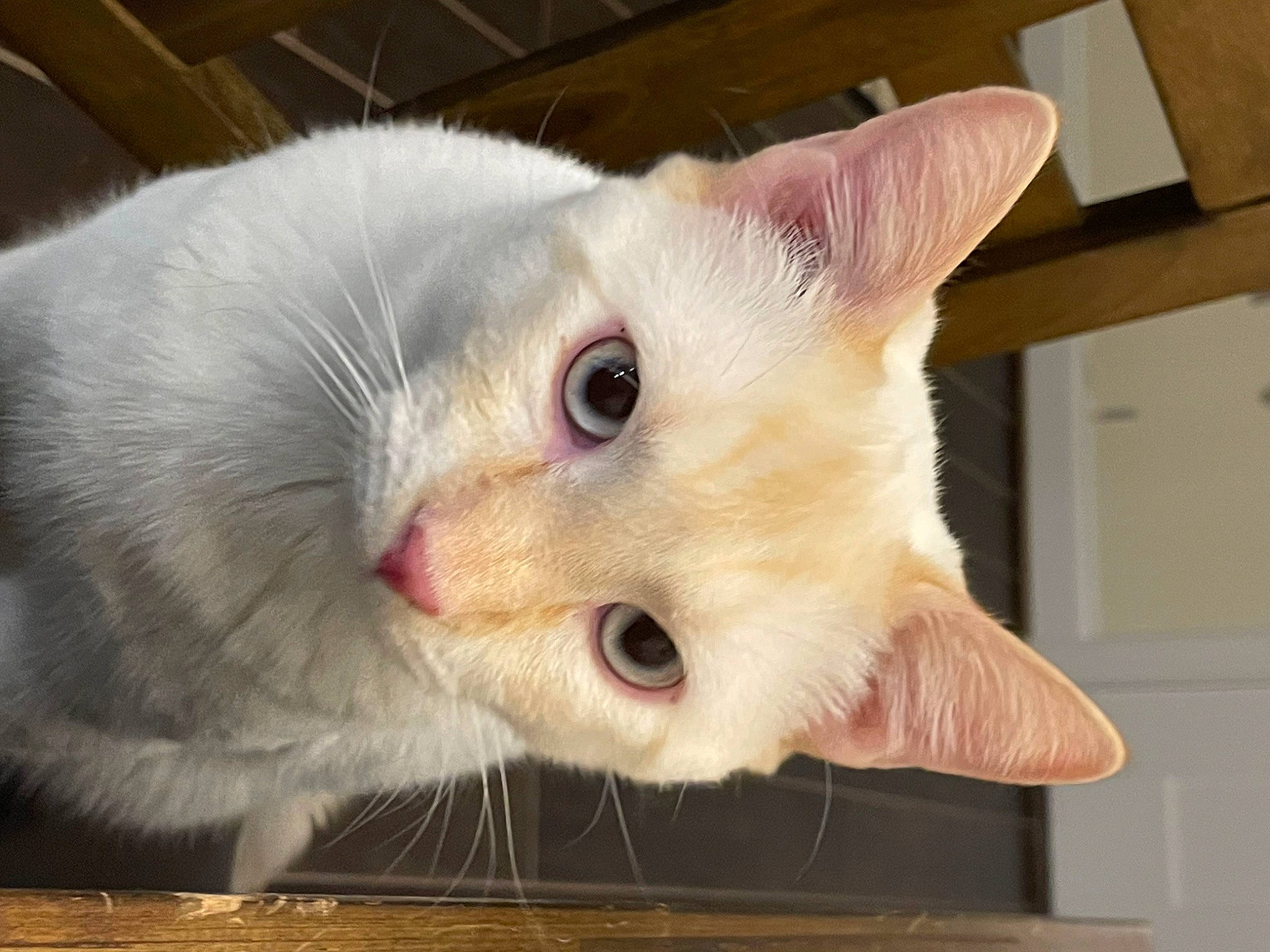 Lukas is registered to the contest to win money with this photo: carnivore, cat, cat_supply, claw, domestic_short_haired_cat, felidae, fur, paw, small_to_medium_sized_cats, snout, tail, whiskers, window