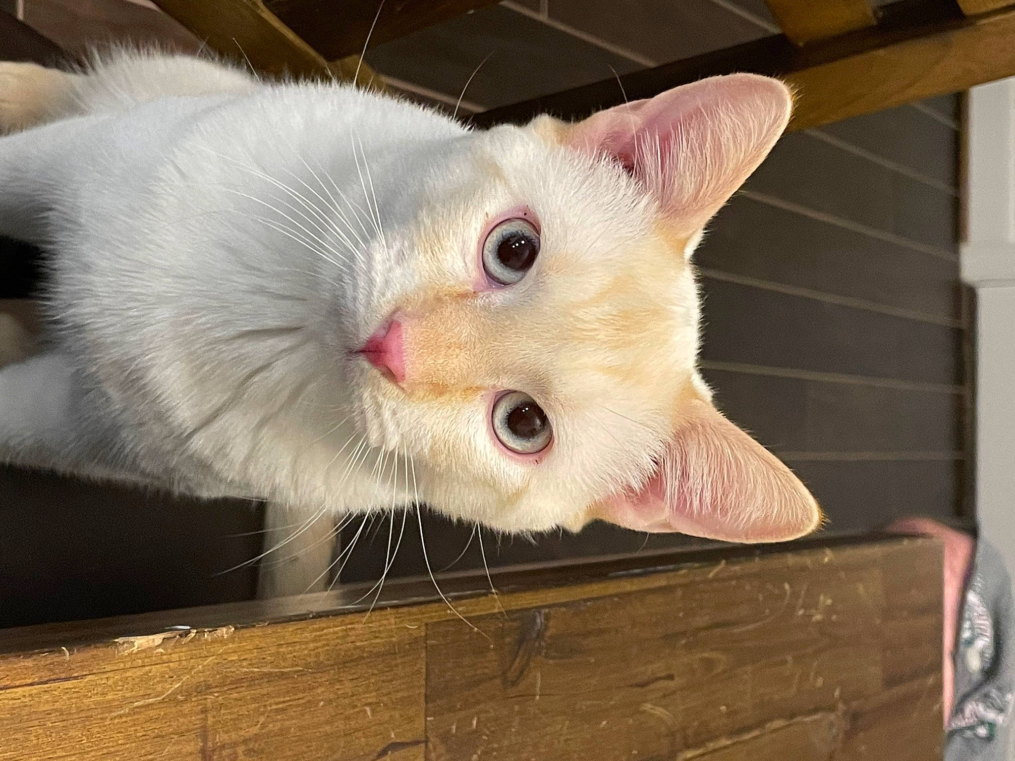 Lukas joined the competition — help win amazing prizes! animal_shelter, carnivore, cat, claw, domestic_short_haired_cat, fawn, felidae, fur, hardwood, paw, small_to_medium_sized_cats, snout, tail, whiskers, wood