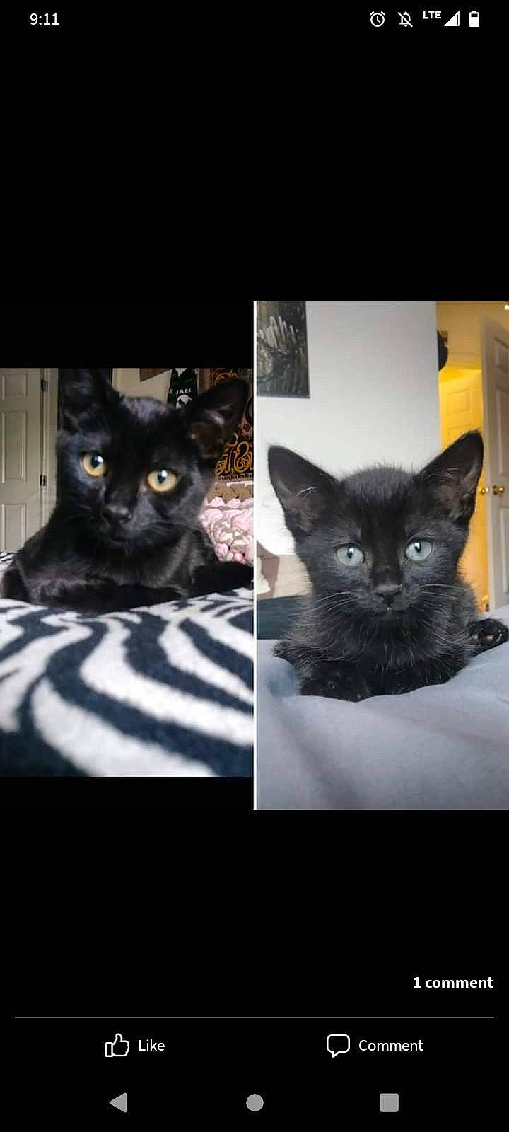 Floki is registered to the contest to win money with this photo: black, black_cat, bombay, carnivore, cat, darkness, domestic_short_haired_cat, eye, felidae, fur, grey, iris, monochrome_photography, organ, paw, photo_caption, small_to_medium_sized_cats, snout, tail, whiskers