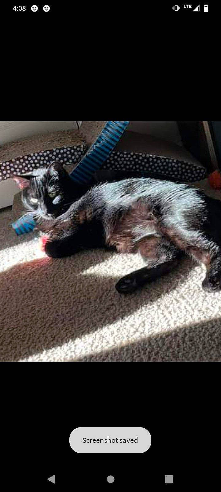 Floki joined the competition — help win amazing prizes! automotive_tire, carnivore, carpet, cat, claw, comfort, companion_dog, dog_breed, domestic_short_haired_cat, felidae, flooring, foot, fur, human_leg, paw, small_to_medium_sized_cats, snout, sporting_group, tail, whiskers