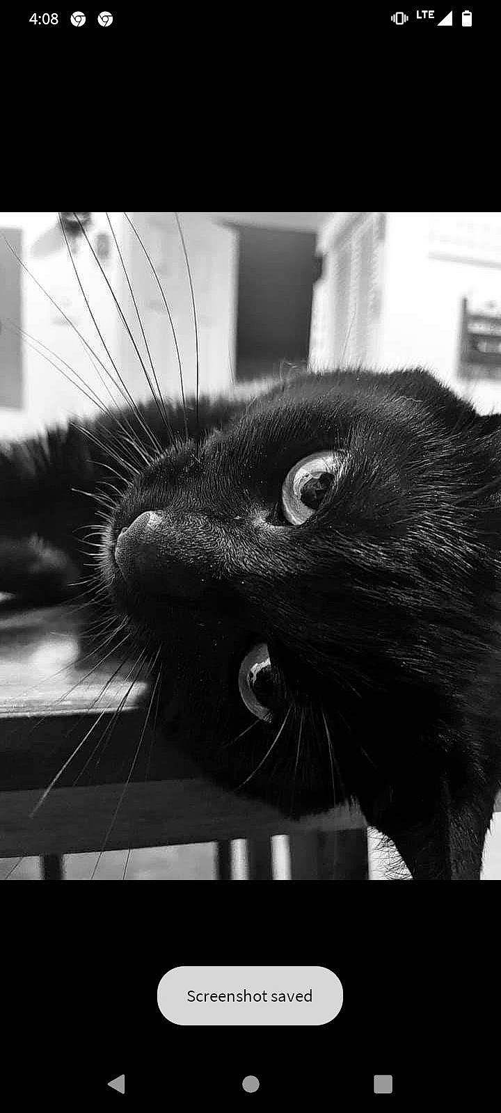 Floki is registered to the contest to win money with this photo: black, black_and_white, black_cat, carnivore, cat, close_up, cloud, domestic_short_haired_cat, felidae, fur, grey, monochrome, monochrome_photography, small_to_medium_sized_cats, snapshot, snout, stock_photography, style, terrestrial_animal, whiskers