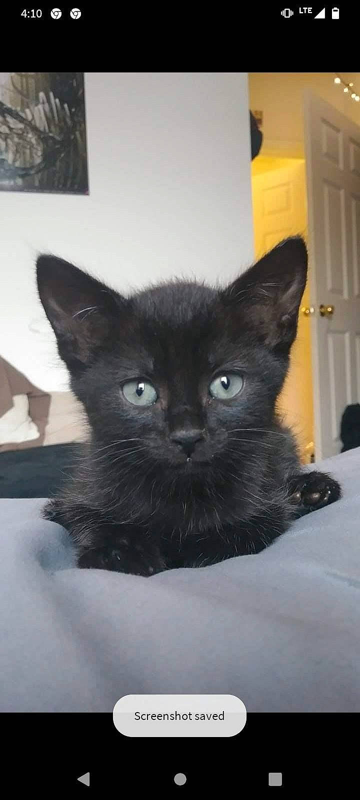 Floki joined the competition — help win amazing prizes! black_cat, bombay, carnivore, cat, cat_supply, claw, comfort, domestic_short_haired_cat, felidae, fur, grey, iris, pet_supply, small_to_medium_sized_cats, snout, tail, terrestrial_animal, whiskers