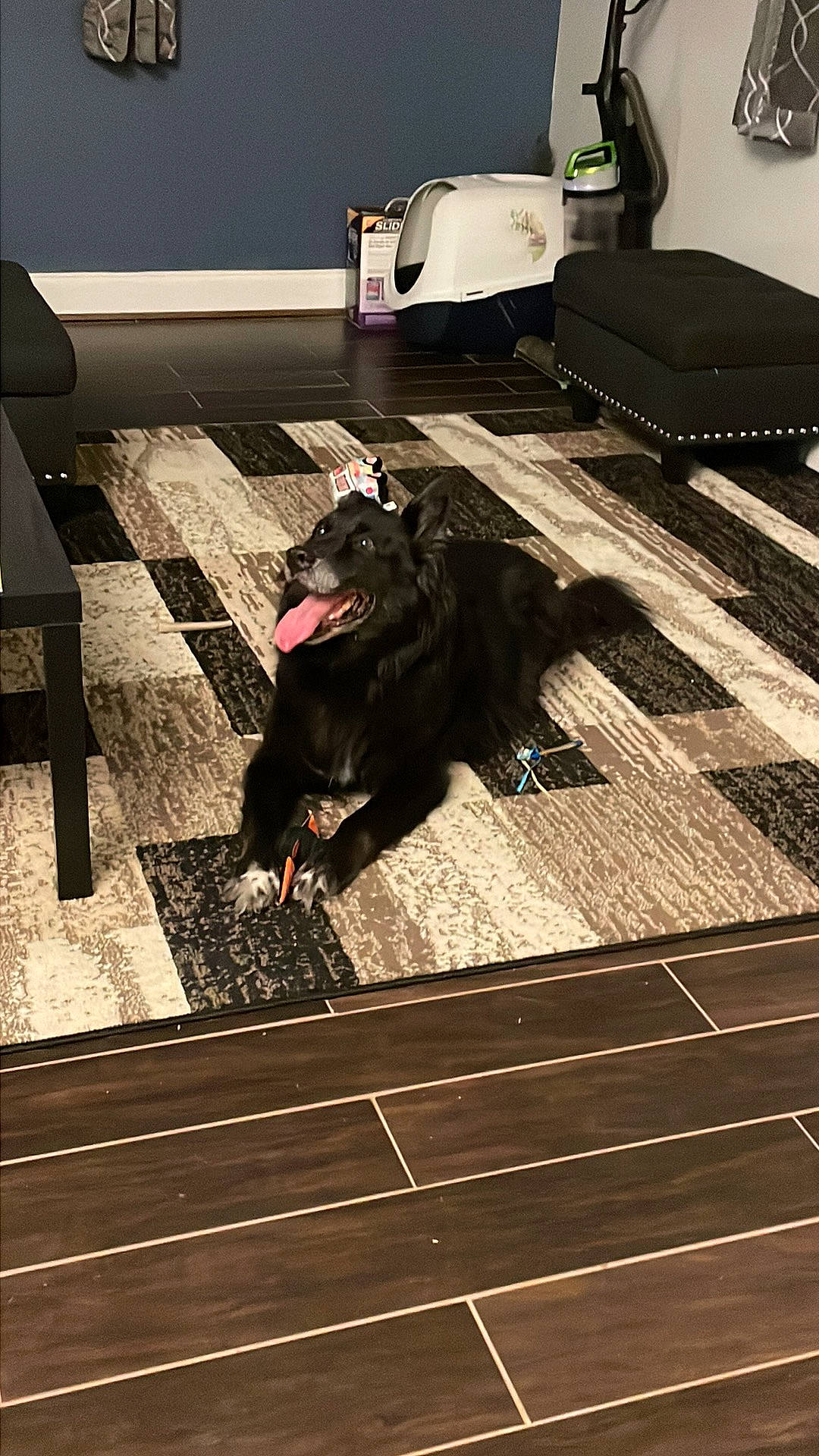 Douglas joined the competition — help win amazing prizes! black, carnivore, comfort, companion_dog, couch, dog_breed, floor, flooring, fur, grey, hardwood, laminate_flooring, living_room, room, snout, sporting_group, tail, tints_and_shades, wood, wood_flooring