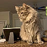 Ash is registered to the contest to win money with this photo: cat, gray_cat, fluffy_fur, indoor, countertop, houseplant, framed_photo, ceiling_fan, window, curtains, domestic_cat, pet, feline, whiskers, ears, paws, sitting, looking_away, home, cozy