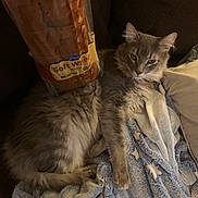 Ash is registered to the contest to win money with this photo: cat, gray_cat, fluffy, loaf_of_bread, soft_wheat_bread, blanket, star_pattern, cozy, couch, indoor, pet, feline, resting, fur, relaxed, animal, domestic_cat, comfort, home, sleepy