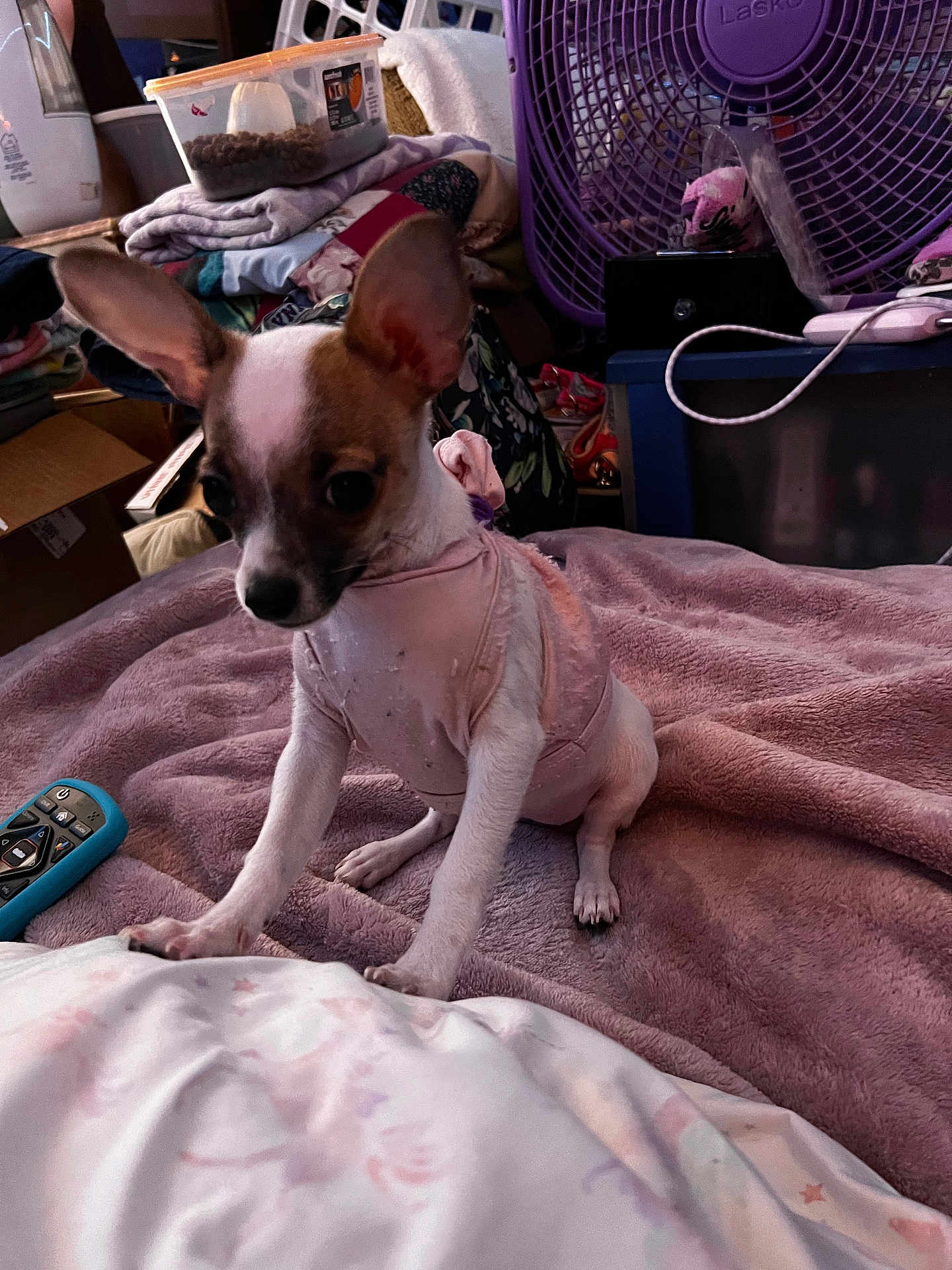 Freya Iona joined the competition — help win amazing prizes! blanket, clothes, container, cozy, curious, cute, dog, fabric, fan, household_items, indoor, pet, pink_clothing, plastic_container, puppy, purple, remote_control, sitting, small_dog, toy