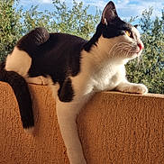 Figaro participe au concours pour gagner de l'argent avec cette photo : cat, black_and_white, animal, pet, feline, outdoor, wall, sunlight, nature, greenery, sky, clouds, relaxed, whiskers, paw, tail, texture, daylight, profile, alert