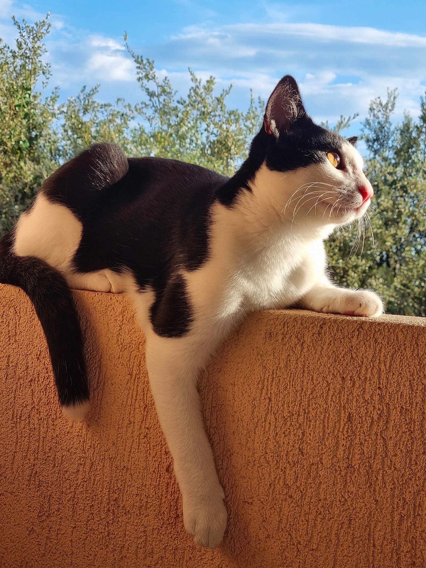 Figaro