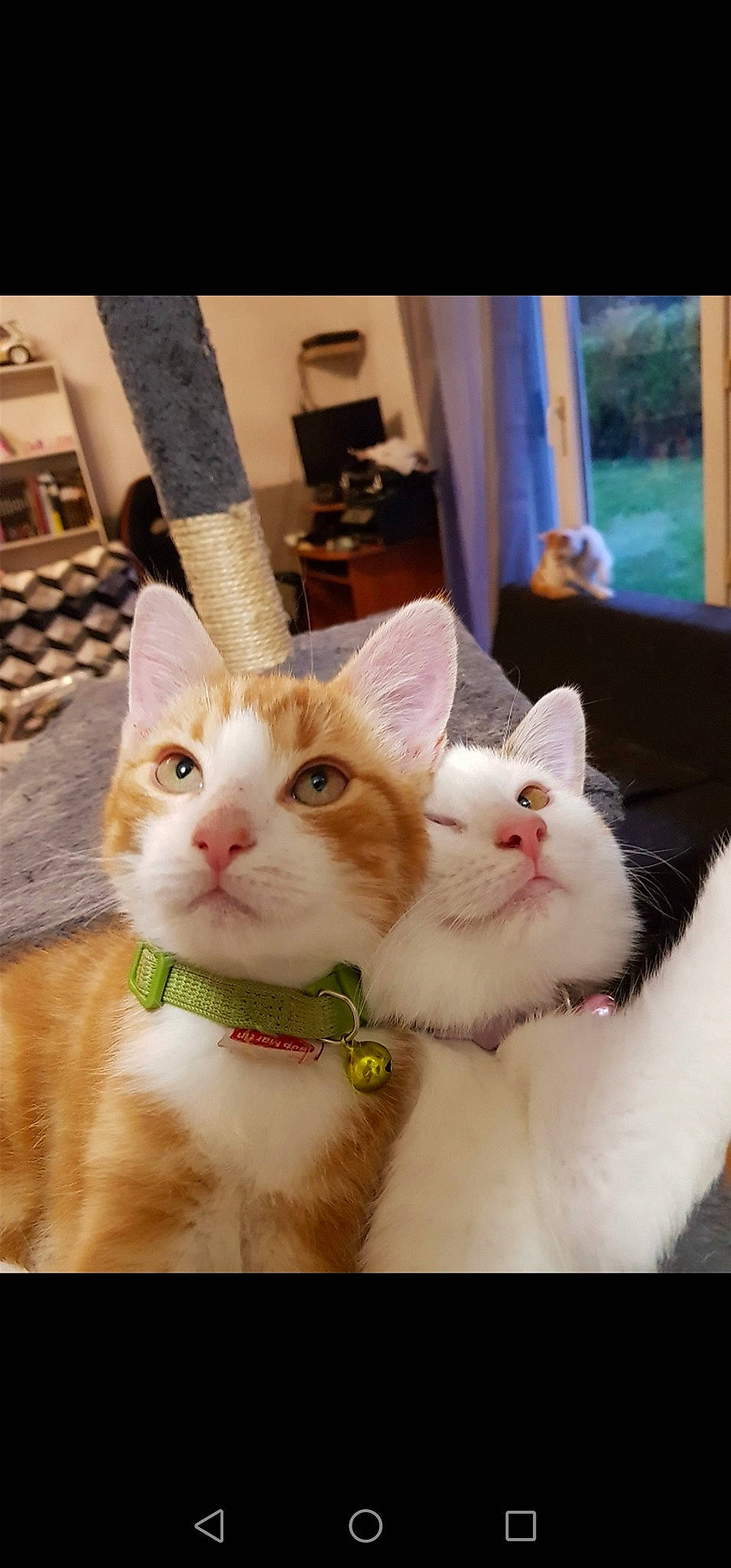 Pyroli participe au concours pour gagner de l'argent avec cette photo : aegean_cat, american_wirehair, asian, carnivore, cat, domestic_short_haired_cat, european_shorthair, eye, fawn, felidae, fur, khao_manee, kitten, mammal, photo_caption, polydactyl_cat, small_to_medium_sized_cats, turkish_angora, turkish_van, whiskers