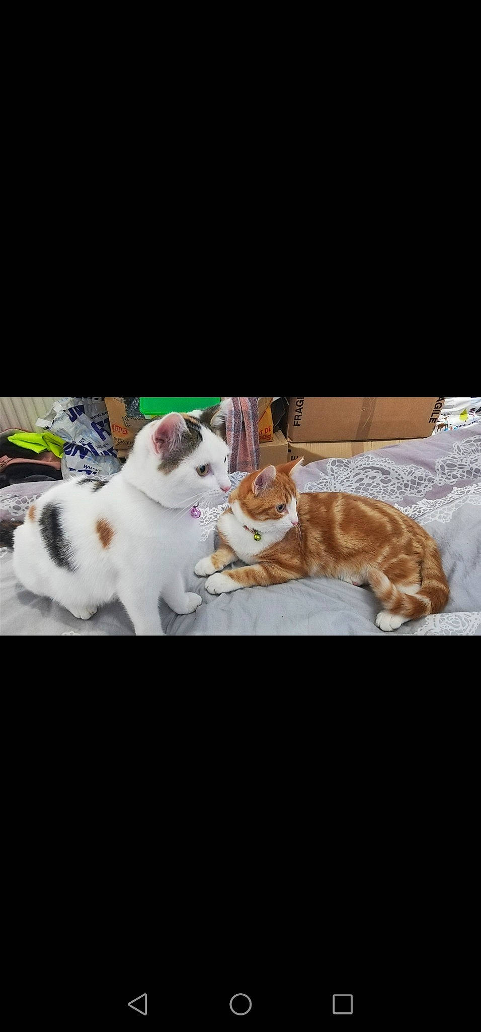 Pyroli participe au concours pour gagner de l'argent avec cette photo : aegean_cat, canidae, carnivore, cat, ear, european_shorthair, fawn, felidae, fur, kitten, mammal, paw, photo_caption, photography, small_to_medium_sized_cats, snapshot, tabby_cat, tail, whiskers