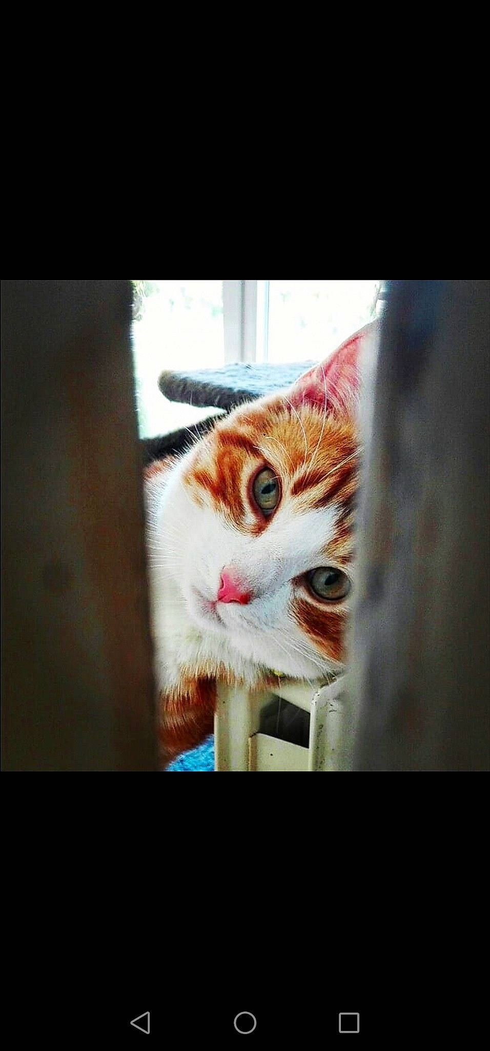 Pyroli participe au concours pour gagner de l'argent avec cette photo : aegean_cat, asian, carnivore, cat, domestic_short_haired_cat, european_shorthair, eye, facial_expression, felidae, kitten, nose, photo_caption, photography, small_to_medium_sized_cats, smile, snapshot, snout, tabby_cat, whiskers, window