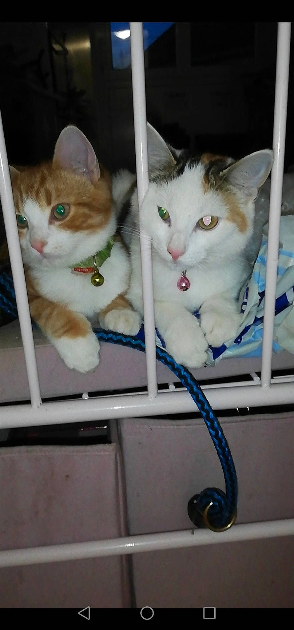 Pyroli participe au concours pour gagner de l'argent avec cette photo : aegean_cat, asian, carnivore, cat, domestic_short_haired_cat, european_shorthair, felidae, kitten, ojos_azules, polydactyl_cat, small_to_medium_sized_cats, turkish_van, whiskers