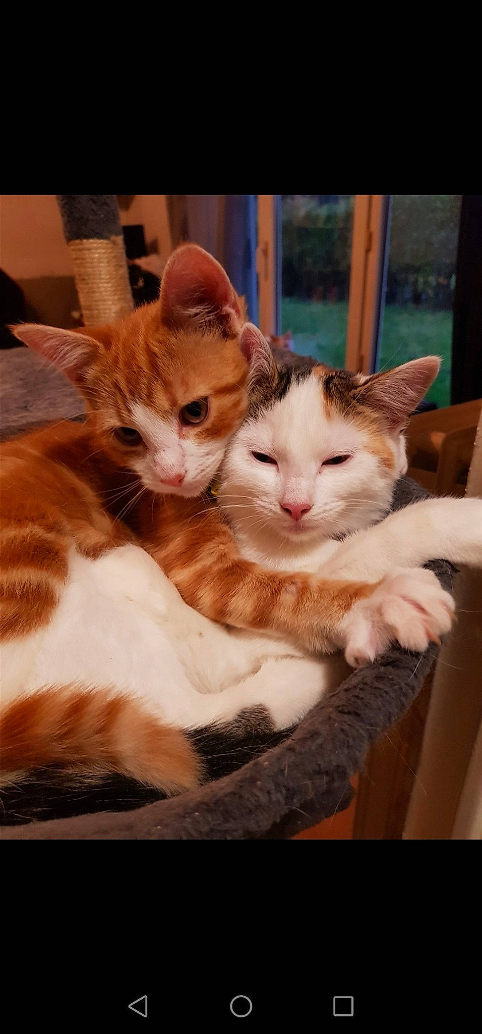 Pyroli participe au concours pour gagner de l'argent avec cette photo : aegean_cat, american_wirehair, arabian_mau, asian, carnivore, cat, domestic_short_haired_cat, ear, european_shorthair, fawn, felidae, fur, kitten, mammal, polydactyl_cat, small_to_medium_sized_cats, snout, tabby_cat, turkish_van, whiskers