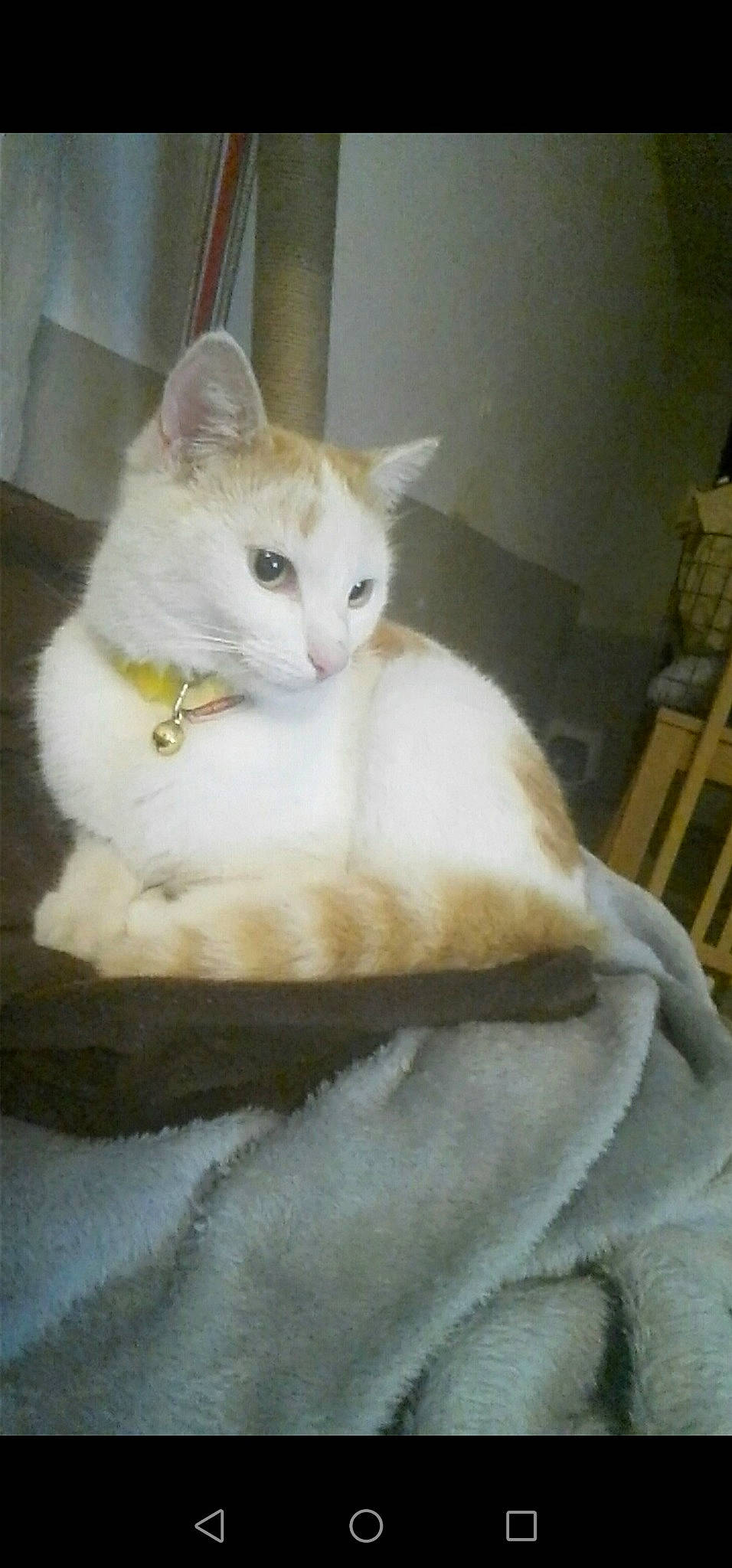 Béchamel a rejoint le concours — aidez-le/la à gagner de superbes lots ! aegean_cat, arabian_mau, asian, burmilla, carnivore, cat, colorpoint_shorthair, domestic_short_haired_cat, felidae, khao_manee, kitten, mammal, persian, small_to_medium_sized_cats, tail, turkish_angora, turkish_van, whiskers