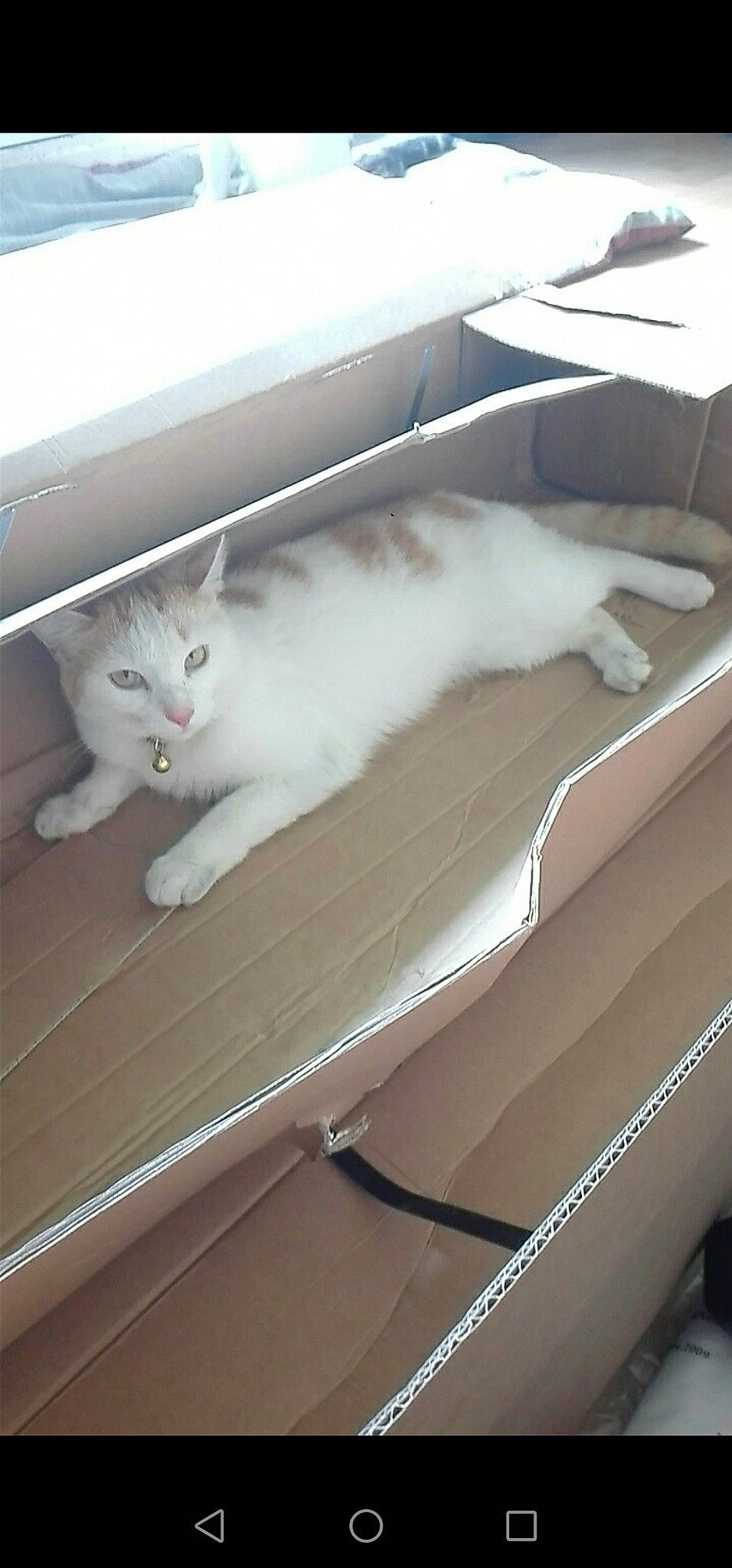 Béchamel a rejoint le concours — aidez-le/la à gagner de superbes lots ! carnivore, cat, domestic_long_haired_cat, domestic_short_haired_cat, felidae, kitten, small_to_medium_sized_cats, tail, turkish_angora, turkish_van, whiskers