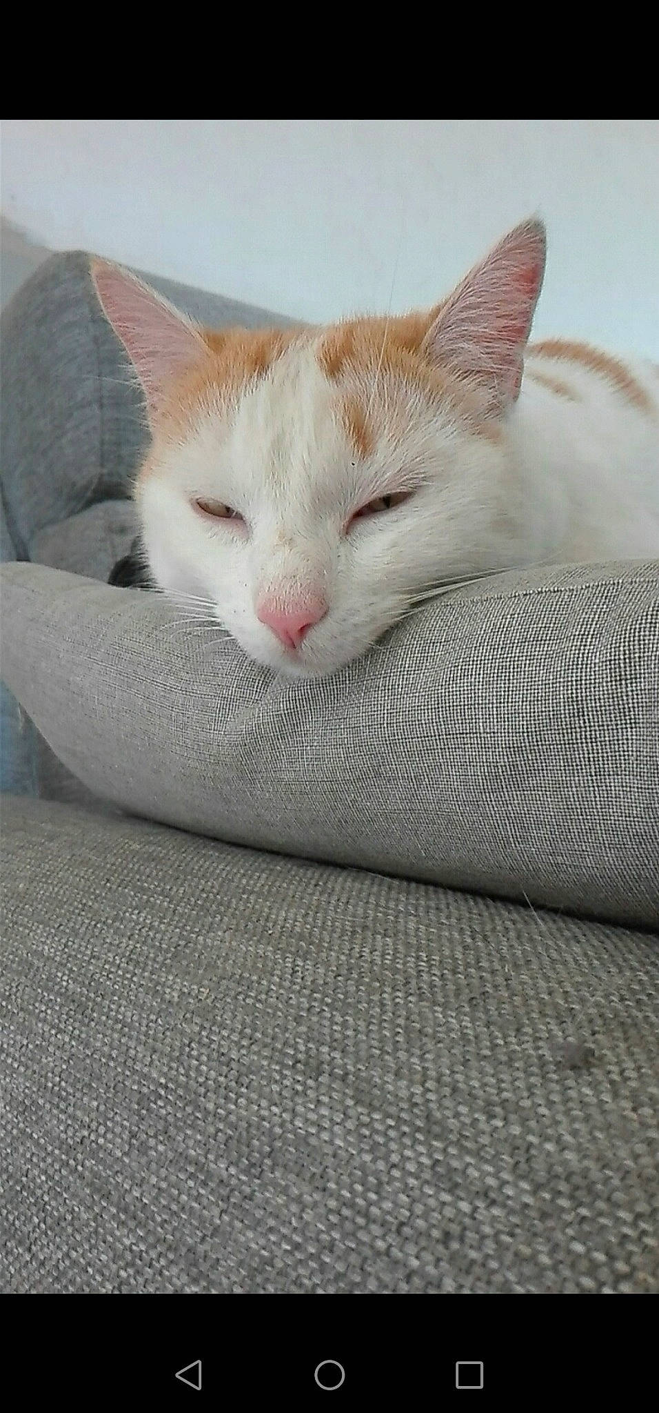 Béchamel participe au concours pour gagner de l'argent avec cette photo : aegean_cat, carnivore, cat, domestic_short_haired_cat, european_shorthair, felidae, khao_manee, kitten, small_to_medium_sized_cats, snout, turkish_angora, turkish_van, whiskers