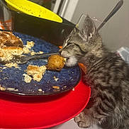 Ruby joined the competition — help win amazing prizes! kitten, tabby, cat, food, plate, fork, table, crumbs, nugget, bowl, yellow_bowl, red_plate, indoor, pet, curious, snacking, furry, small_animal, domestic_animal, young