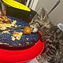 kitten, tabby, cat, food, plate, fork, table, crumbs, nugget, bowl, yellow_bowl, red_plate, indoor, pet, curious, snacking, furry, small_animal, domestic_animal, young