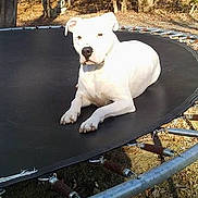 Rocco is registered to the contest to win money with this photo: